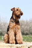 AIREDALE TERRIER 206